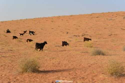 OMAN DESERT MARATHON | 165K 2016